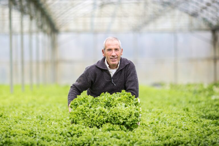 agriculteur dans une serre de plantation de salades